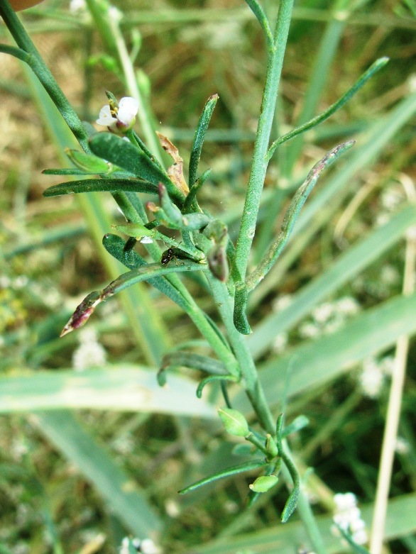 Lepidium graminifolium / Lepidio graminifoglio